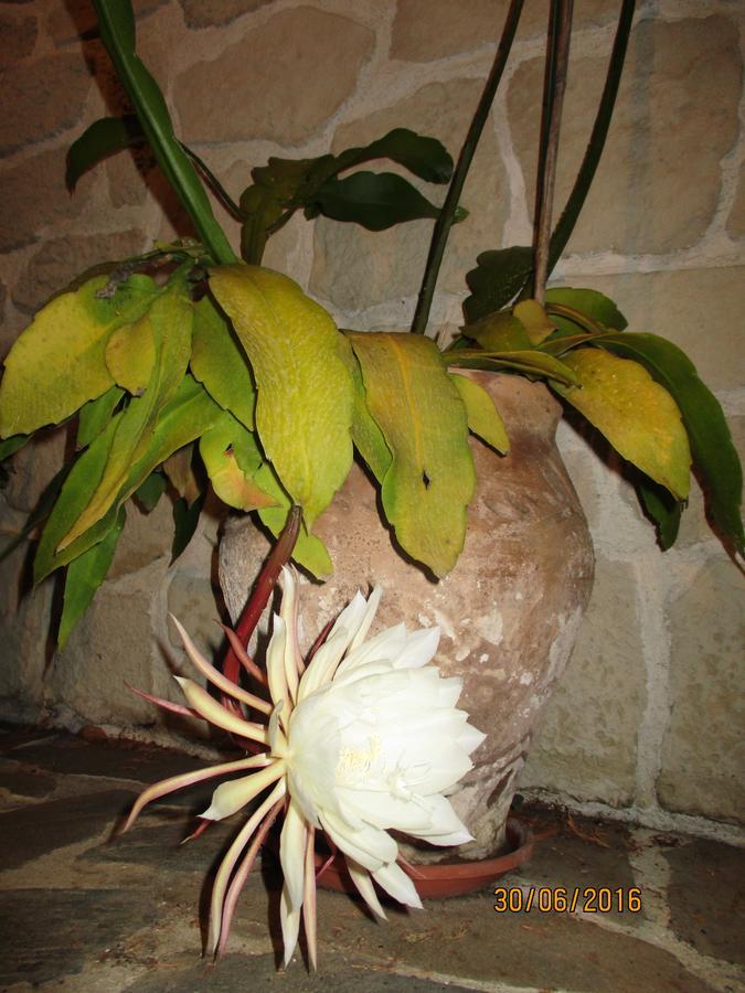 Bed and Breakfast Les Mimosas Menton Exterior foto