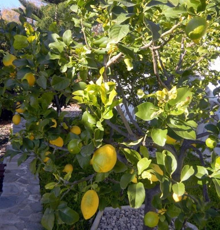 Bed and Breakfast Les Mimosas Menton Exterior foto